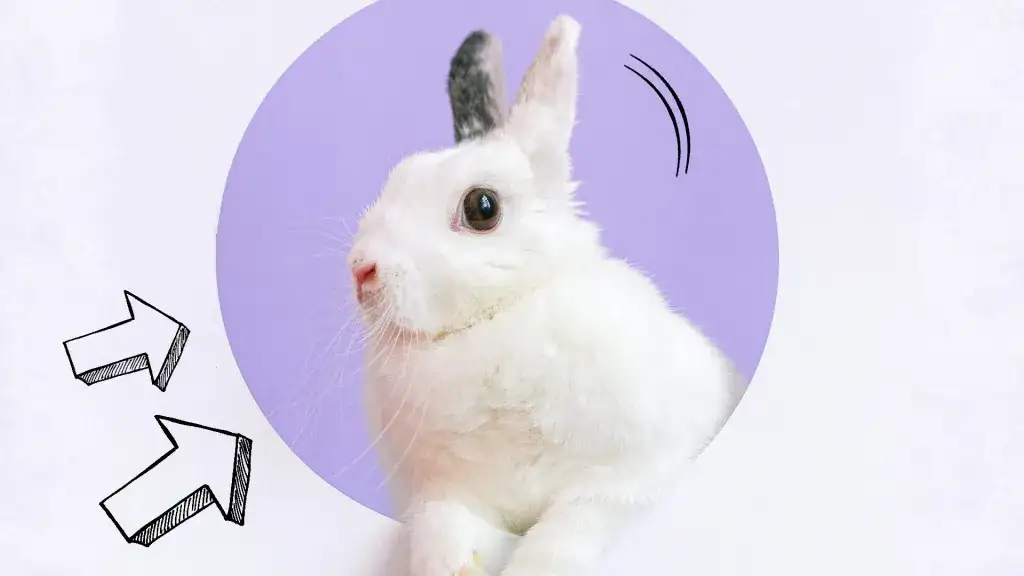 Dlaczego królik chrumka? Odkryj emocje i zachowania swojego pupila