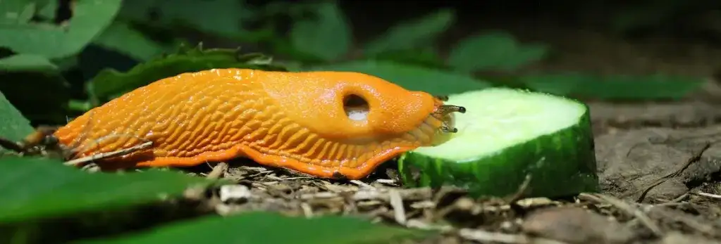 Ślimaki w ogrodzie? Skuteczne sposoby: od ekologii po chemię!