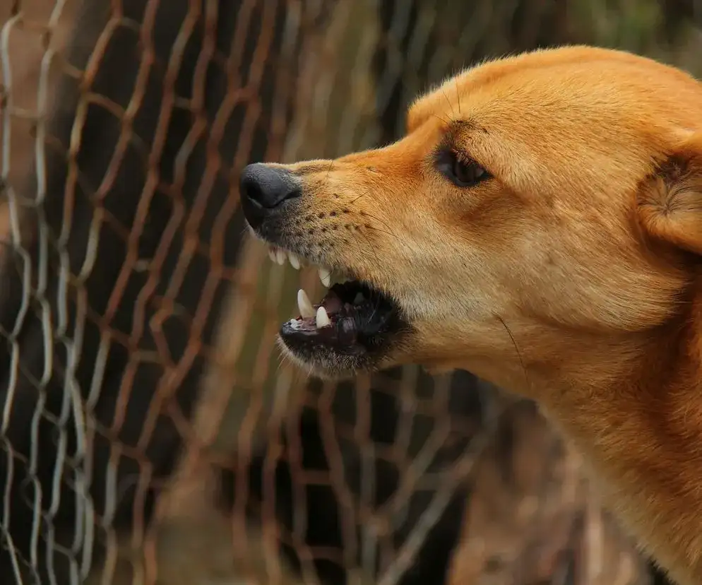Jak uciszyć psa sąsiada w bloku i odzyskać spokój w domu