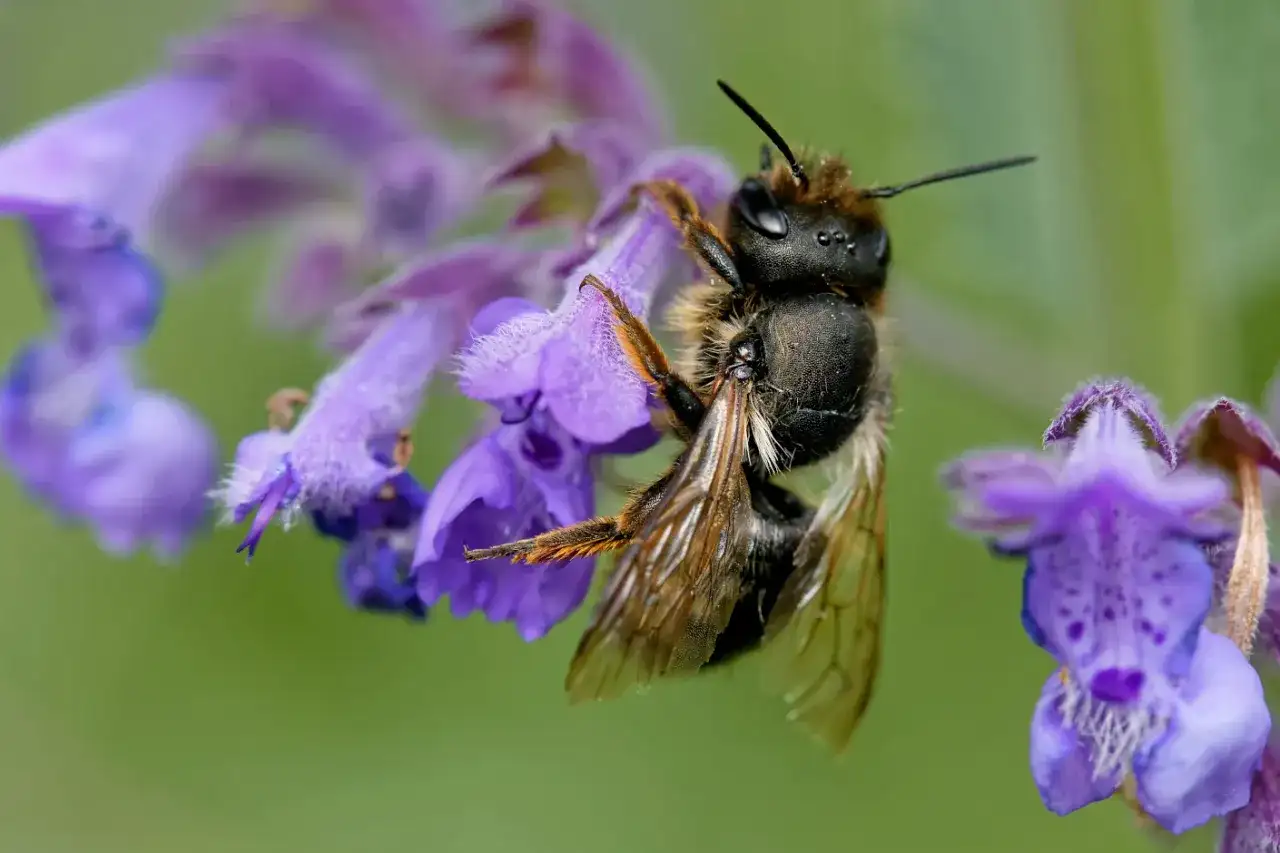 Pszczoła murarka na fioletowym kwiecie. Warto wiedzieć, czym dokarmiać pszczoły murarki, by im pomóc.