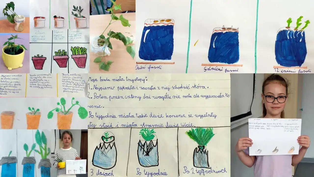 Jak zrobić eksperyment z fasolą: krok po kroku do sukcesu w nauce