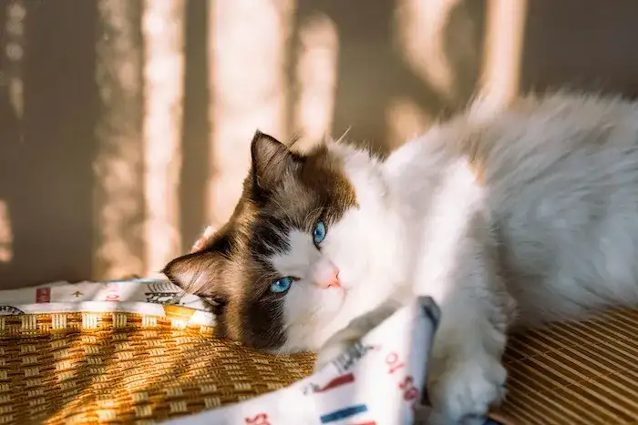 Koszty kota w Polsce: Ile naprawdę kosztuje maluch? Przewodnik