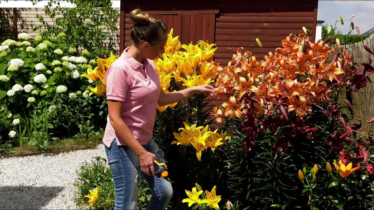 Jak rozmnażać lilie ogrodowe - proste metody na sukces w ogrodzie