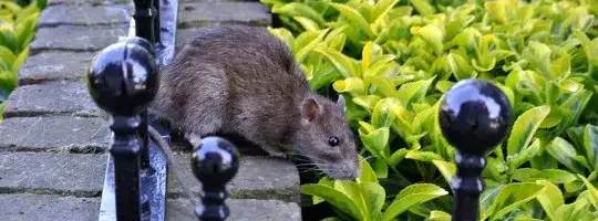 Szczury w bloku: Kto odpowiada i jak zmusić zarządcę do deratyzacji?