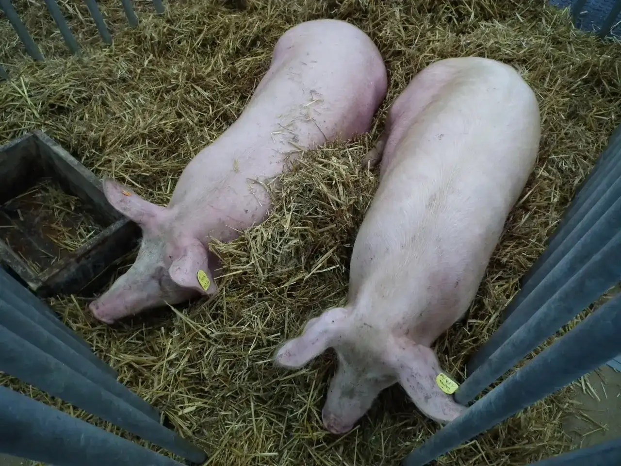 Złotnicka biała: wyjątkowa polska rasa świń dla smakoszy