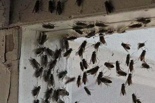 Dlaczego muchy obsiadają elewację domu? Poznaj prawdę i skuteczne rozwiązania