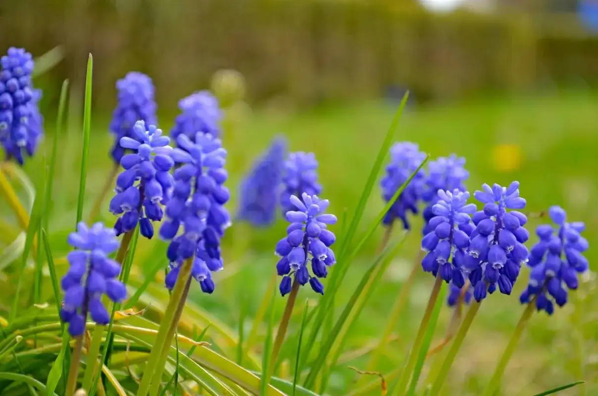 Jakie kwiaty kwitną wiosną? Odkryj piękne rośliny do ogrodu
