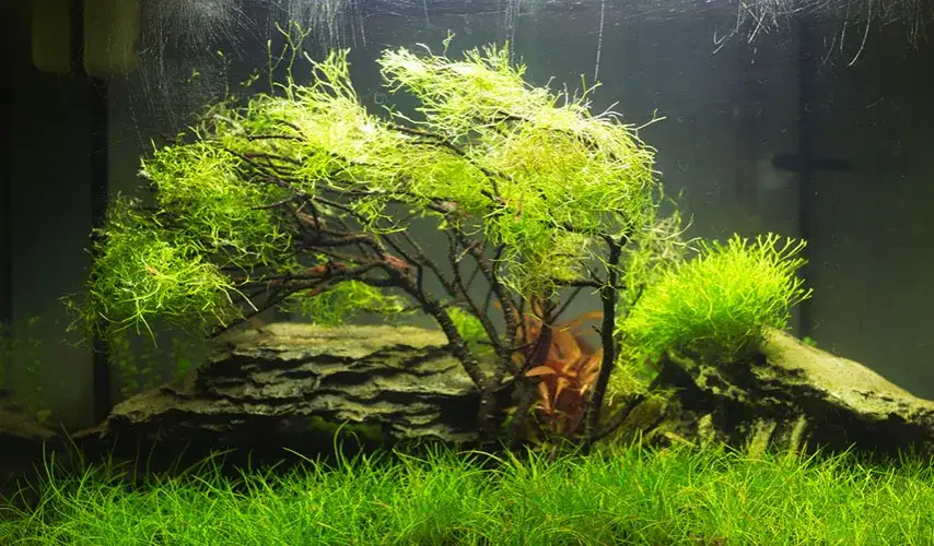 Jak sadzić mech w akwarium - skuteczne sposoby mocowania bez porażek