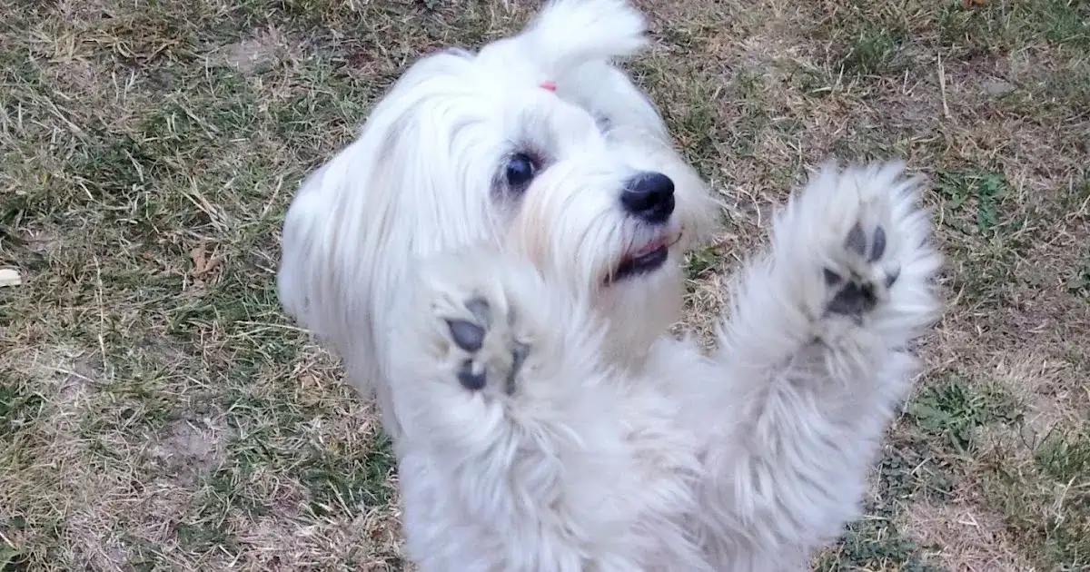 Jak tresować maltańczyka? Kompletny przewodnik krok po kroku