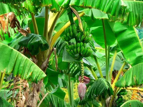 Kwitnienie bananowca w Polsce: Jak to osiągnąć?