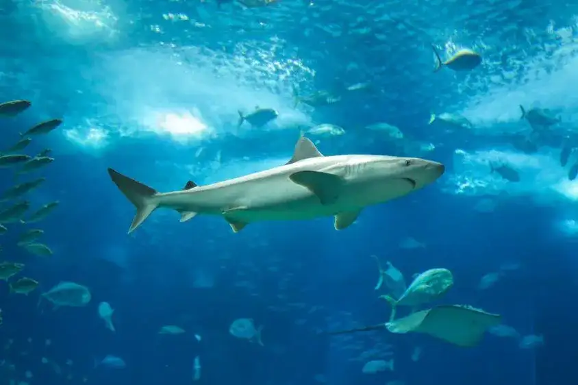 Oceanarium Ustka – Fascynujące gatunki ryb i niezapomniane atrakcje