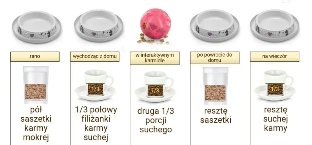 Poprawne dawkowanie mokrej karmy dla kota - kompletne zasady żywienia