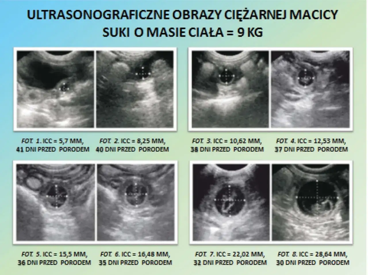 Ultrasonograficzne obrazy ciężarnej macicy suki z pomiarami i datami.