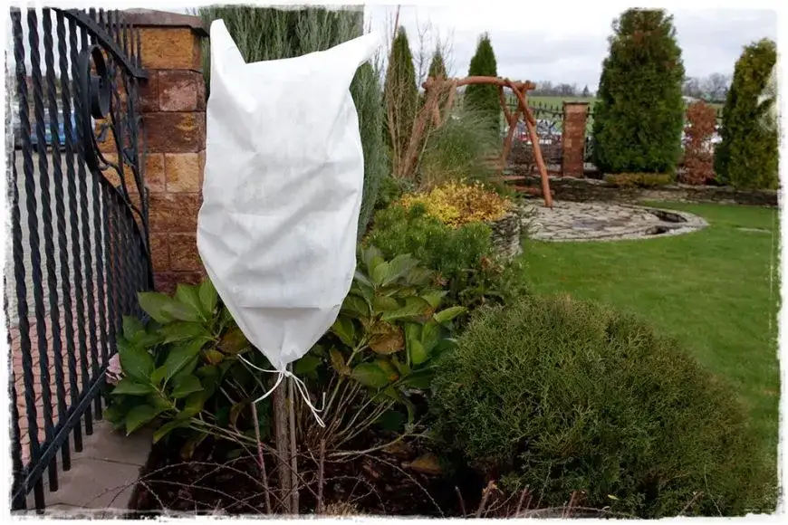 Czy szczawik może zimować w gruncie: praktyczny poradnik zabezpieczenia rośliny