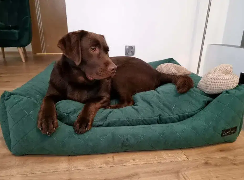 Jak wybrać idealne legowisko dla dużego psa, które przetrwa lata?