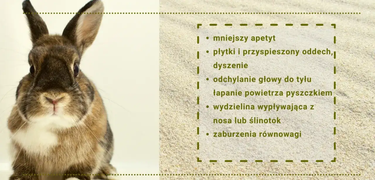 Czy króliki śmierdzą? Nie! 7 sposobów na świeżość w króliczym domu