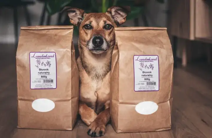Jaki błonnik dla psa? Wybierz najlepszy dla zdrowia pupila