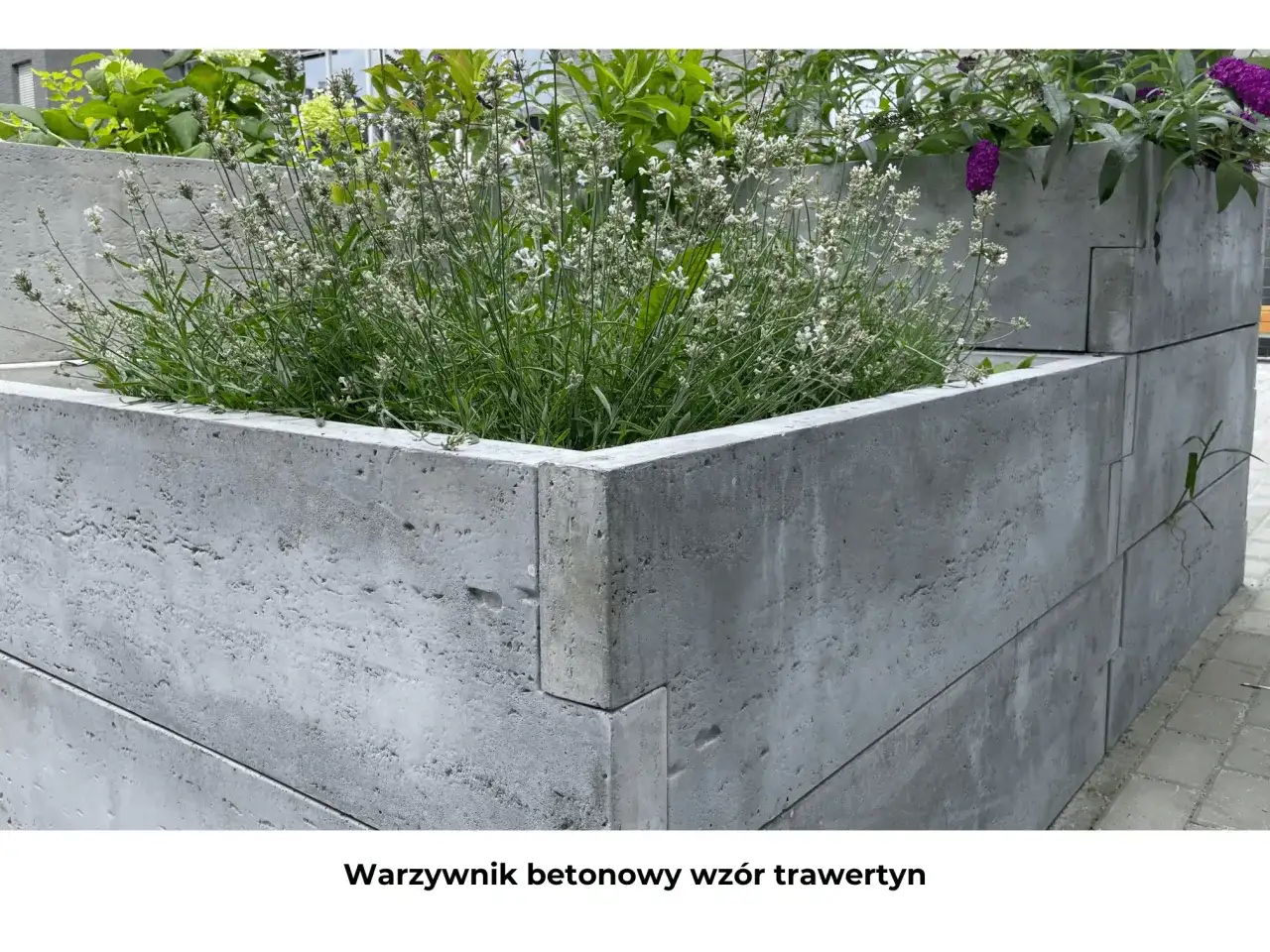 Betonowy warzywnik z kwitnącą lawendą i zielonymi liśćmi.