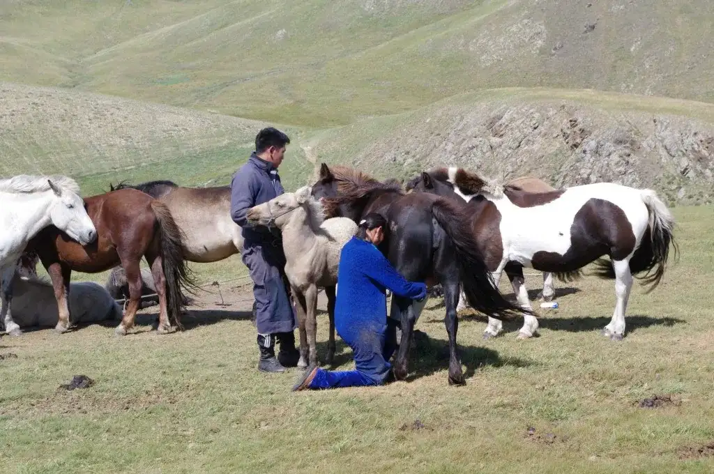 Napój Tatarów: Odkryj sekrety kumys i innych tradycyjnych napojów