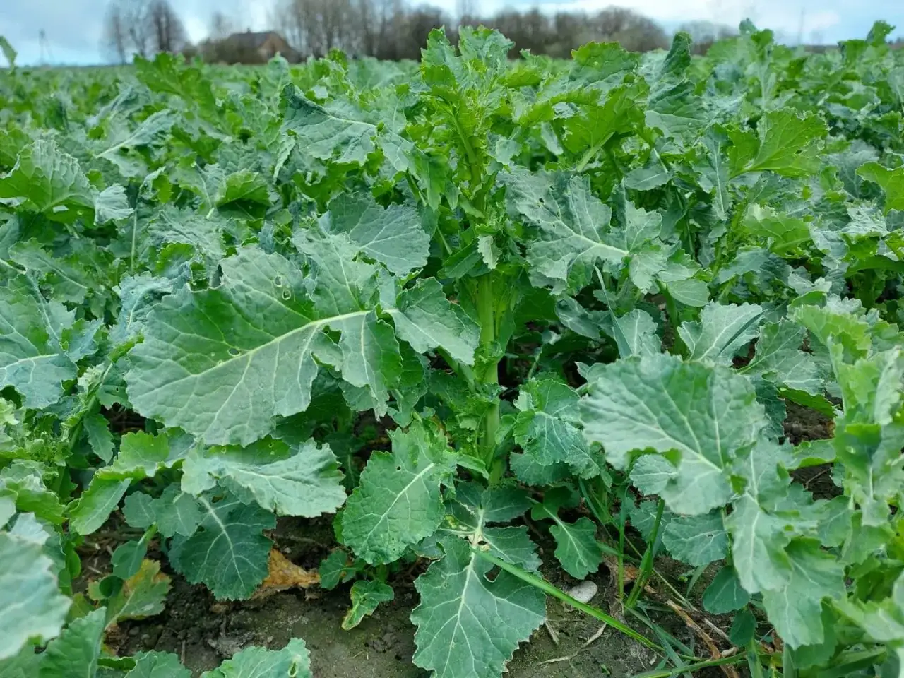 Gdzie uprawia się rzepak w Polsce? Odkryj kluczowe regiony i statystyki