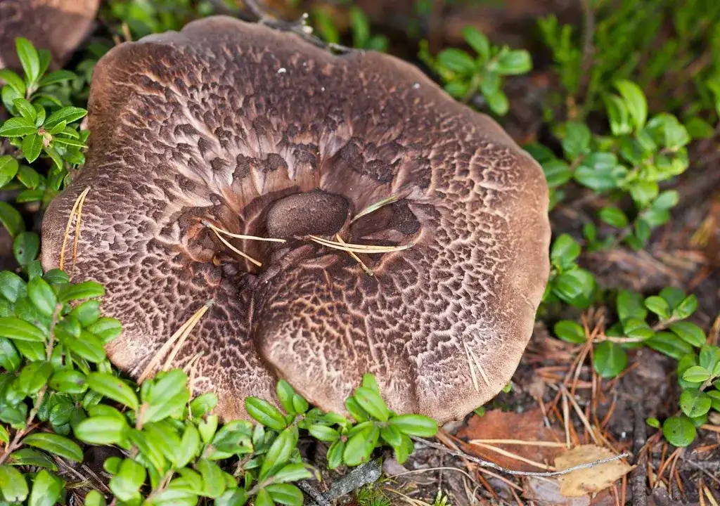 Krowia morda - czy ten osobliwie nazwany grzyb jest jadalny?