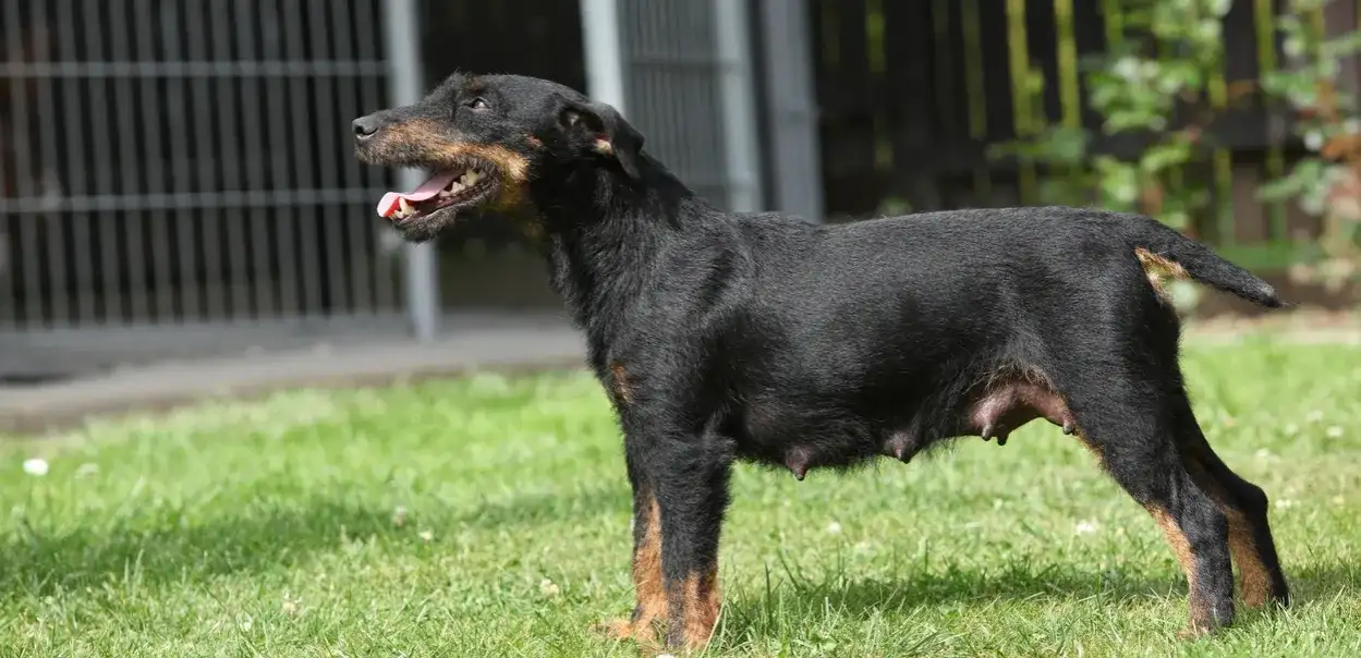 Co musisz wiedzieć zanim oddasz teriera niemieckiego: kompletny poradnik