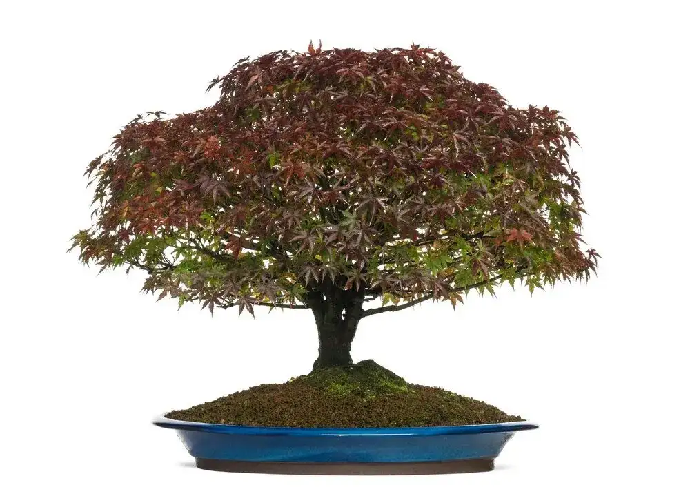 Mrozoodporne bonsai do ogrodu: przetrwają zimę i zachwycą!