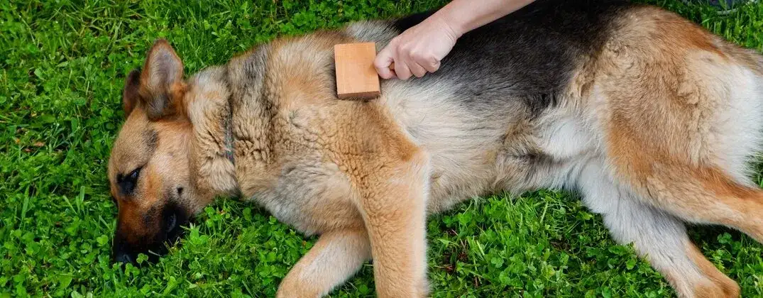 Jaką szczotkę wybrać dla owczarka niemieckiego długowłosego, aby uniknąć matowienia sierści?