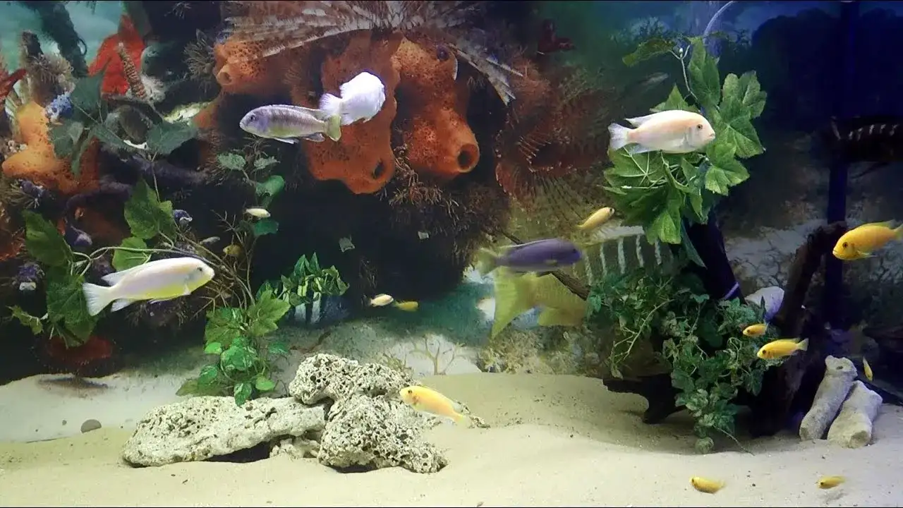 Oceanarium Łeba opinie - co mówią odwiedzający o tej atrakcji?