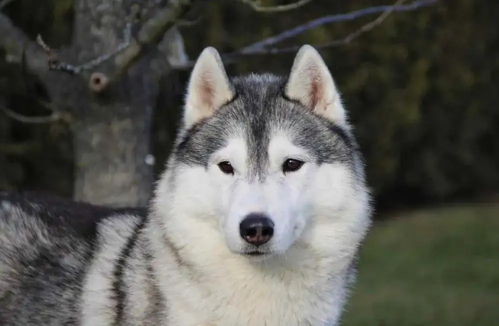 Ile naprawdę kosztuje husky z rodowodem? Sprawdź, jak uniknąć przepłacania!