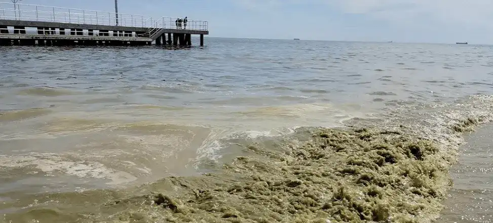 Bałtyk: temperatura wody, upwelling i sinice. Co musisz wiedzieć?