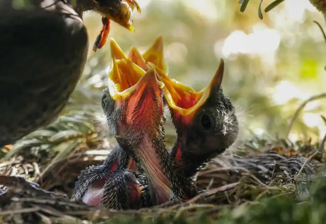 Kos czym się żywi – odkryj zaskakujące nawyki żywieniowe tego ptaka