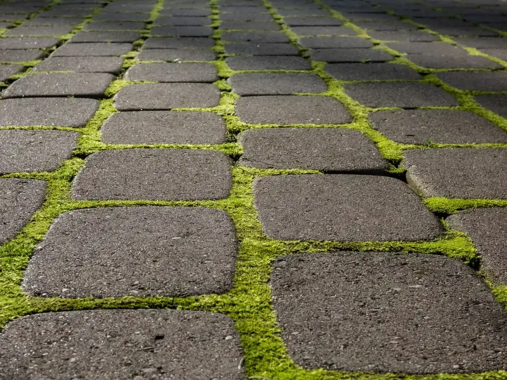 Skuteczne sposoby na usunięcie mchu z kostki brukowej bez chemii