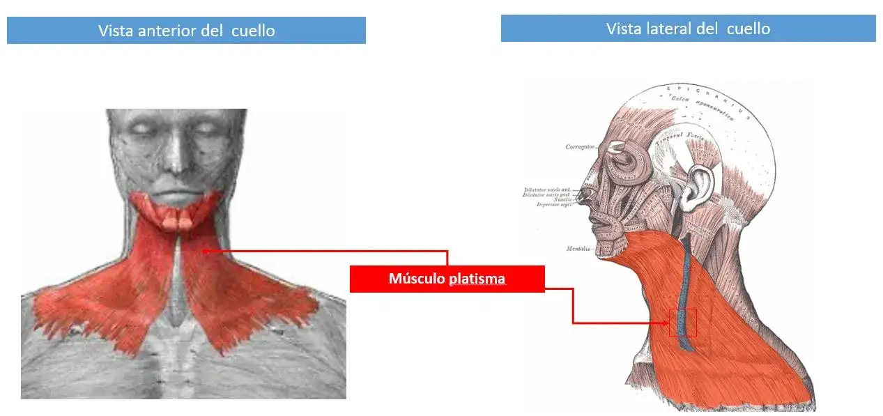 Todo sobre el músculo cutáneo del cuello: anatomía y estética