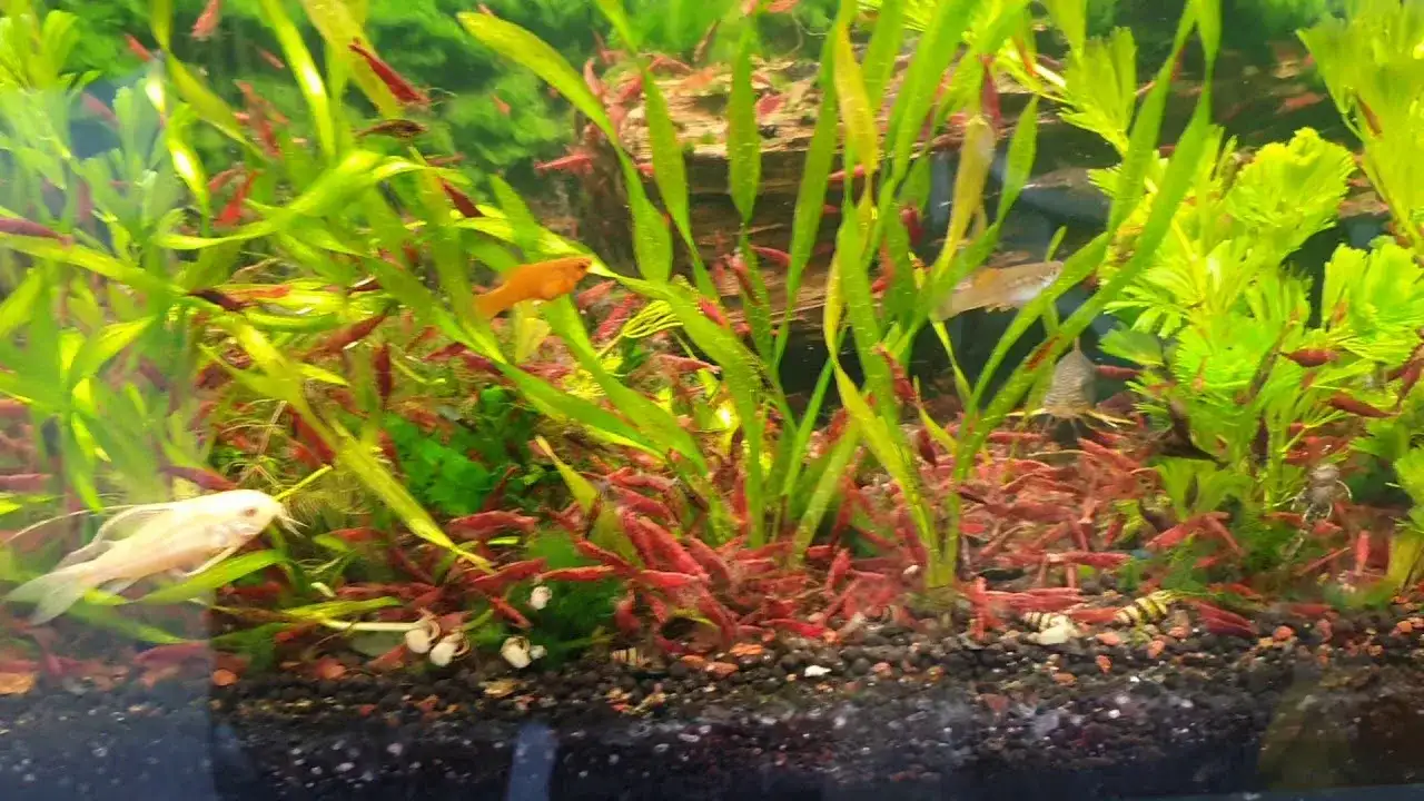 Jak karmić krewetki w akwarium z rybkami, aby uniknąć problemów?