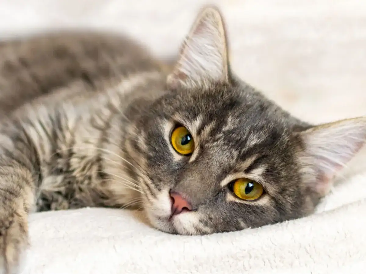 Ropomacicze u kotki: objawy, diagnoza i ratujące życie leczenie