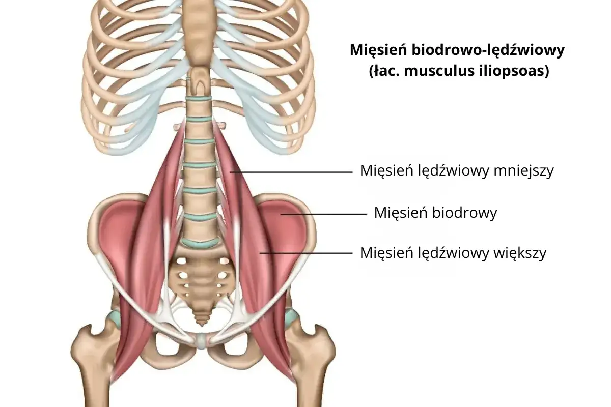 Anatomia mięśnia biodrowo-lędźwiowego z zaznaczonymi częściami: mniejszy, biodrowy, większy.
