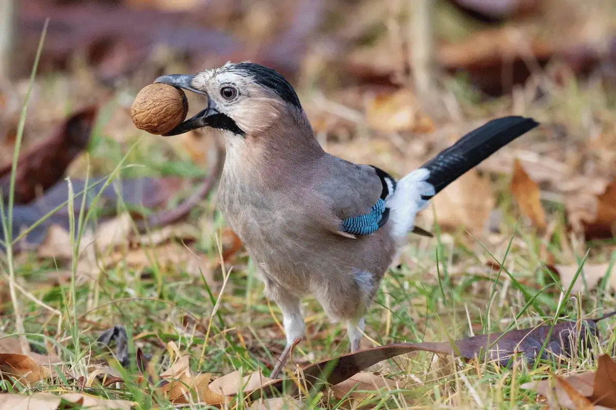 Sójka z orzechem w dziobie pokazuje, co jedzą sójki. Ptak ma niebieskie pióra na skrzydłach.