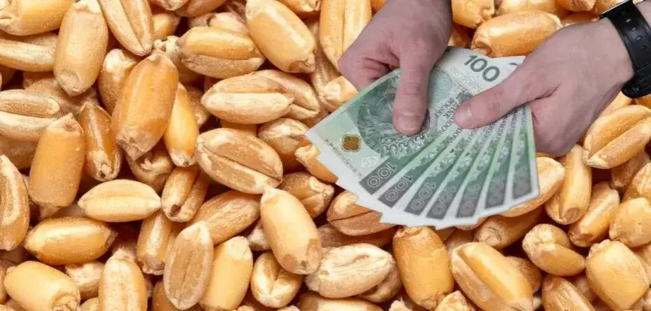 Cena pszenicy w skupie 2026: Ile zapłacą za Twoje ziarno?
