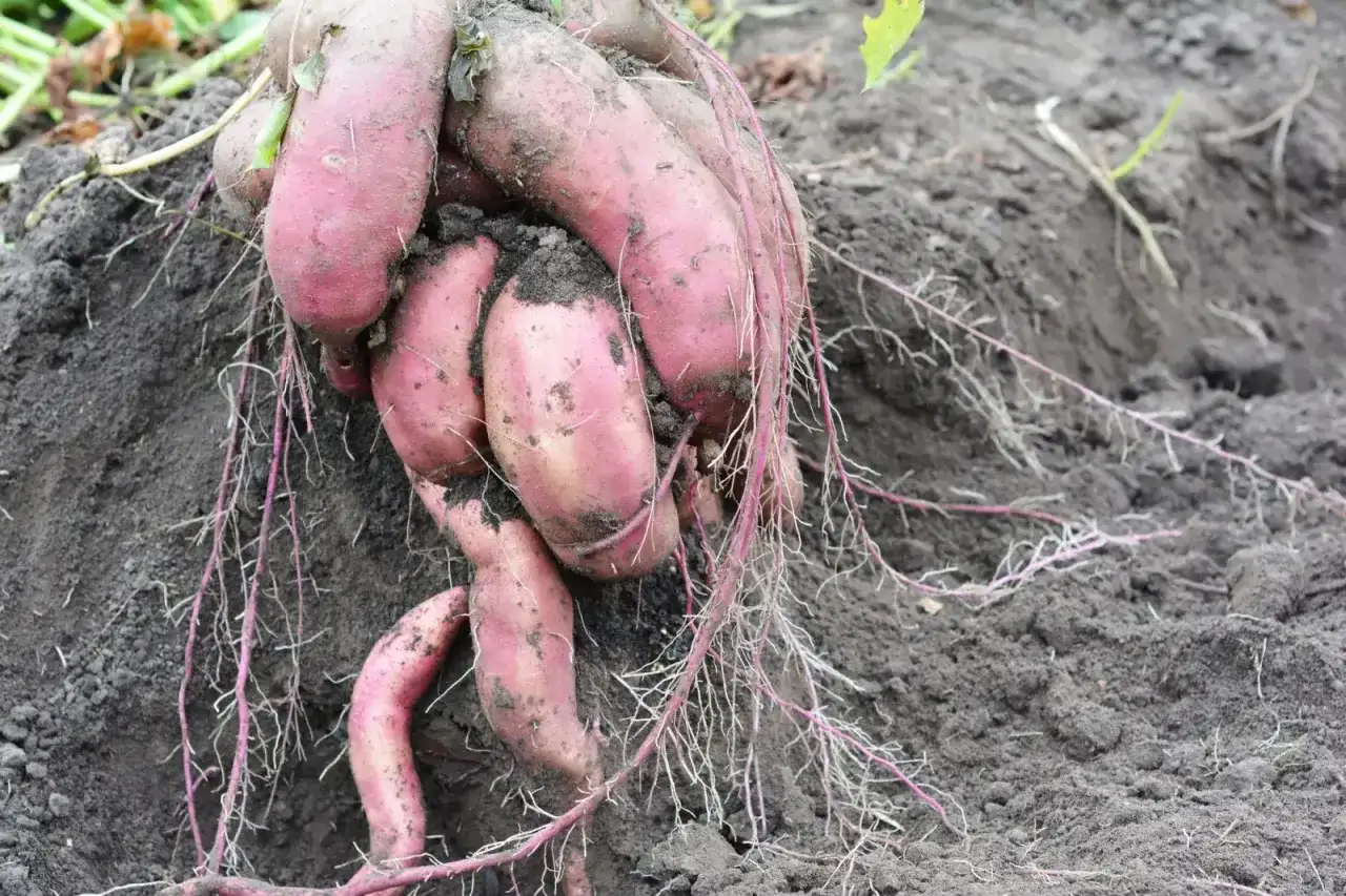 Bataty jak sadzić w gruncie – uniknij błędów i osiągnij sukces