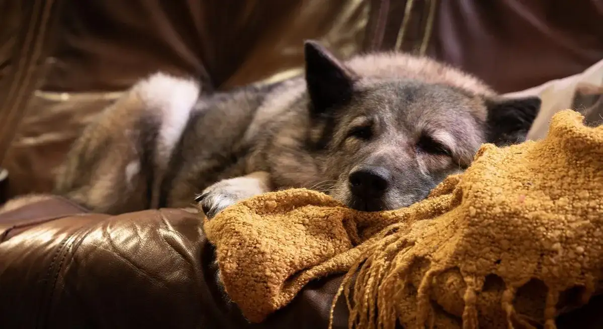 Ile trwa eutanazja psa? Poznaj ważne informacje i emocje związane z tym procesem