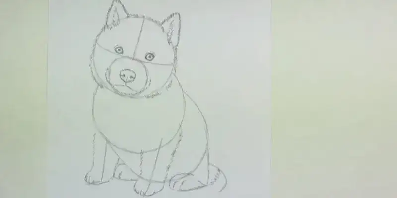 Jak łatwo narysować psa husky krok po kroku dla początkujących
