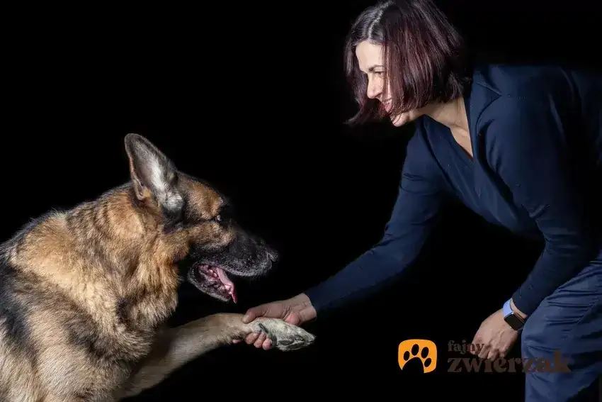 Jak wytresować owczarka niemieckiego? Kompletny poradnik krok po kroku