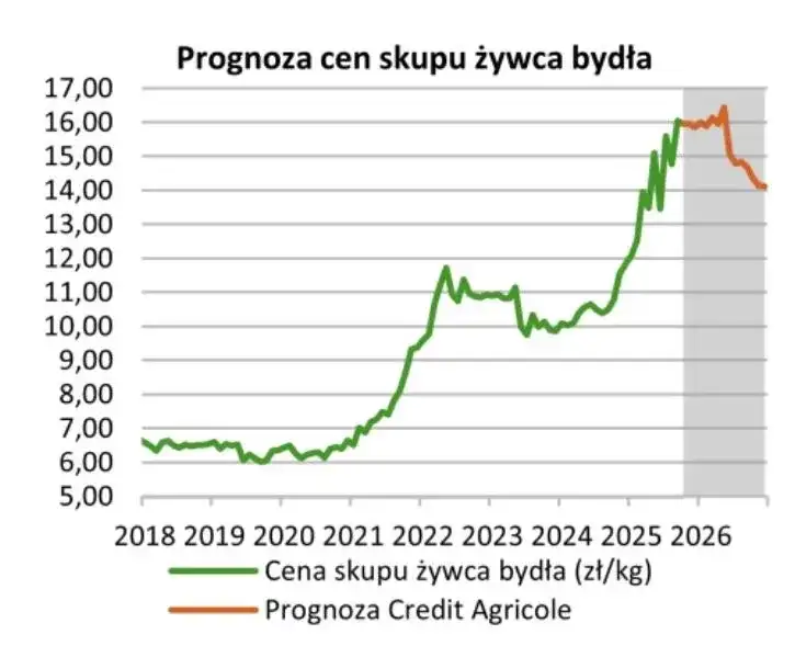 Ceny byków 2026: Ile zarobisz? Sprawdź aktualne stawki i prognozy