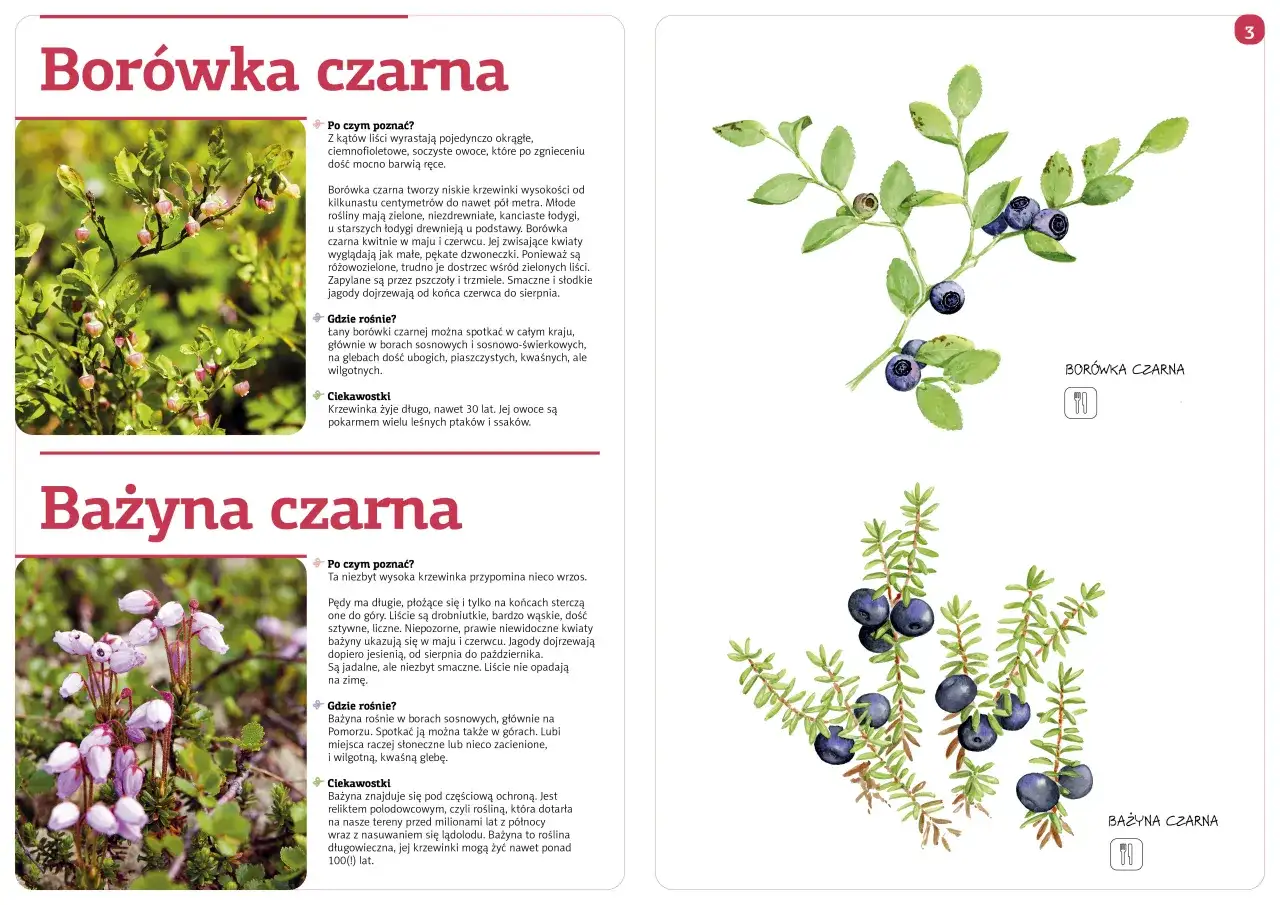 Owoce leśne: Przewodnik po jadalnych i trujących. Zbieraj świadomie!