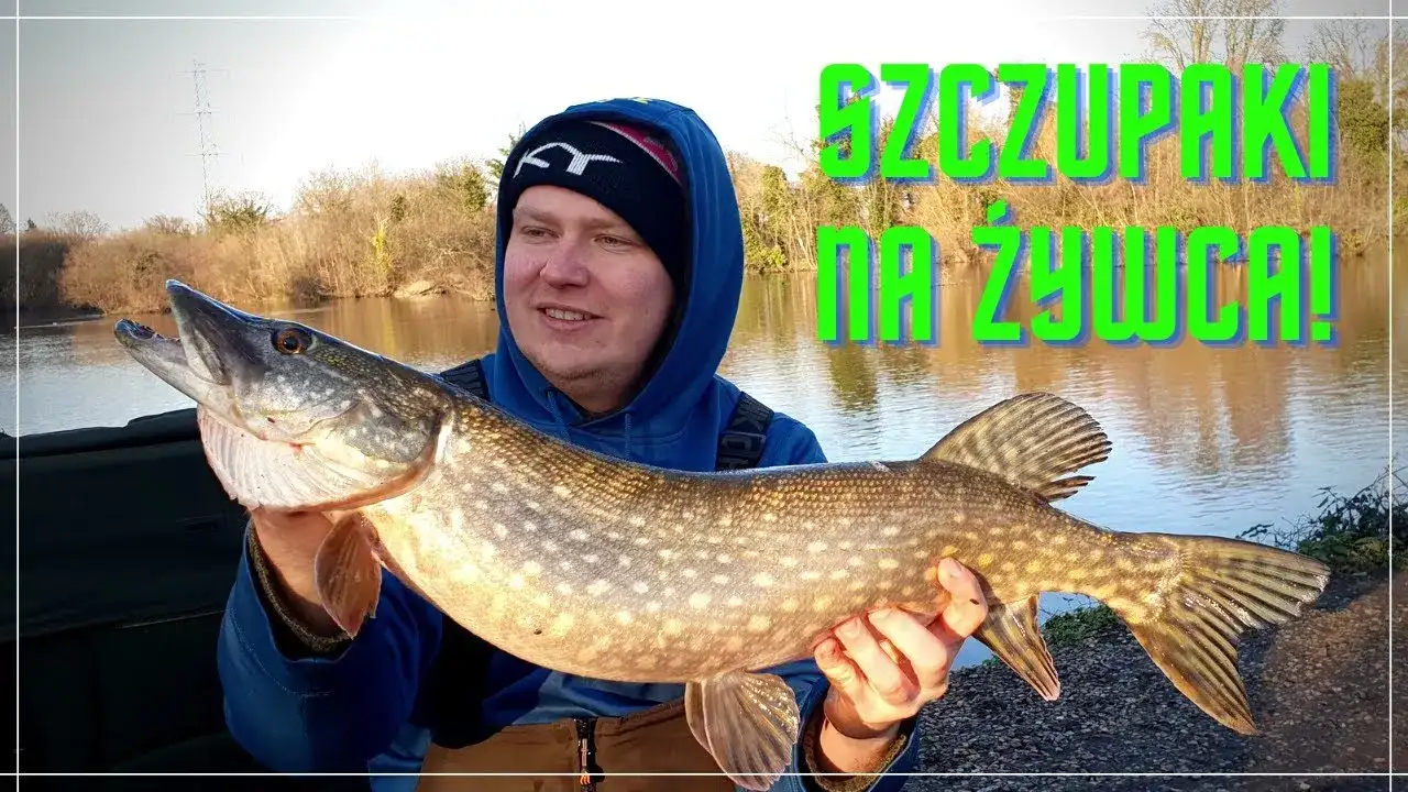 Nęcenie szczupaka: sprawdzone metody i przepisy na sukces