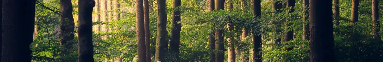 Jak zapobiec boreliozie: Skuteczne sposoby na uniknięcie kleszczy