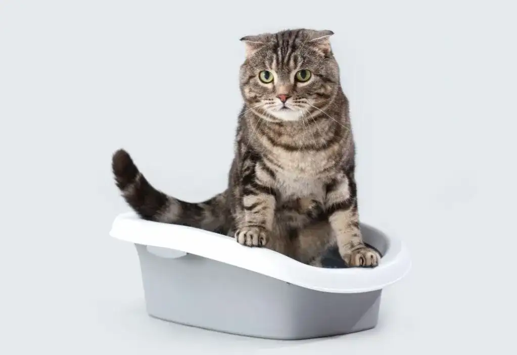 Sikanie poza kuwetą: choroba czy stres? Jak pomóc kotce?