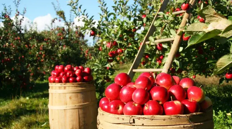 Czy ocet jabłkowy leczy grzybicę pochwy? Fakty i mity