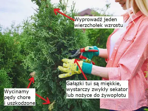 Kiedy przycinać tuje? Harmonogram cięcia dla gęstego żywopłotu